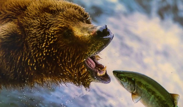 Der Low-Carb-Grizzly ernährt sich am liebsten von Fisch