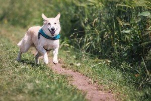 Faulheit überwinden durch Laufen mit Hund