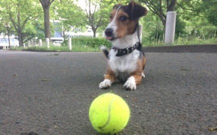Joggen mit Hund - Gründe und Tipps