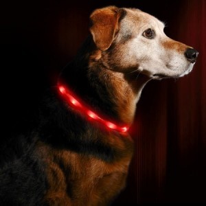 LED Hundehalsband für das Joggen mit Hund bei Dämmerung