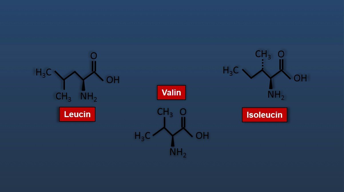 BCAAs und ihre Wirkung Wie sinnvoll ist die Einnahme wirklich für