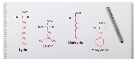 Essentielle Aminosäuren - Phenylalanin Leucin Methionin Lysin