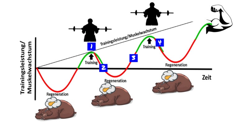 Schematische Darstellung der Superkompensation im Krafttraining cartoon